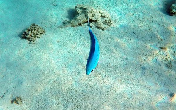 Pouvez-vous m'aider à identifier ce poisson?