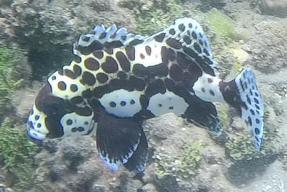 Pouvez-vous m'aider à identifier ce poisson ?