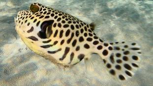 Pouvez-vous m'aider à identifier cette espèce de poisson?