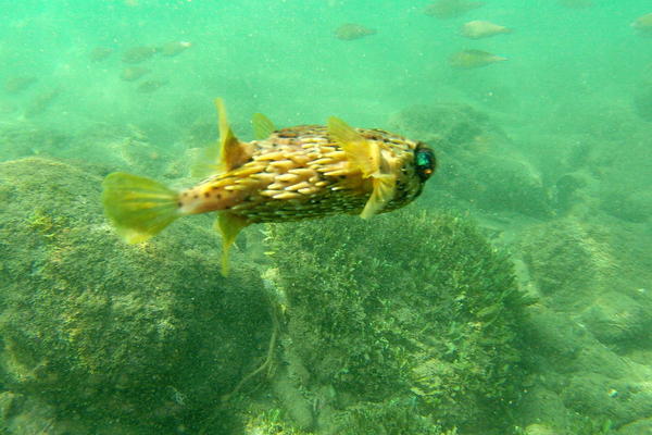 Pouvez-vous m'aider à identifier cette espèce de poisson?