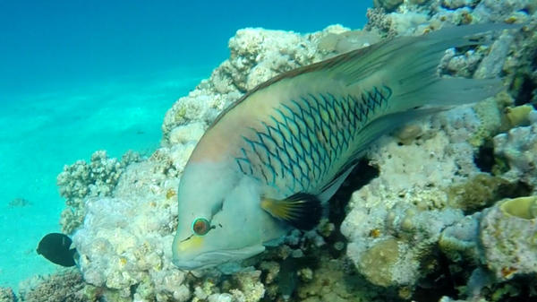 Pouvez-vous m'aider à identifier cette espèce de poisson?