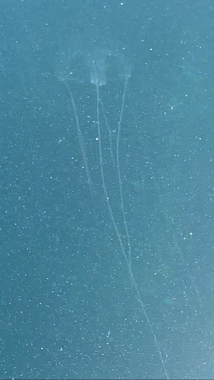 Pouvez-vous m’aider à identifier cette méduse ?