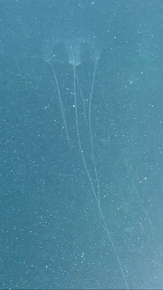 Pouvez-vous m’aider à identifier cette méduse ?