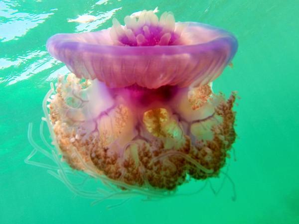 Pouvez-vous m'aider à identifier cette méduse ? 