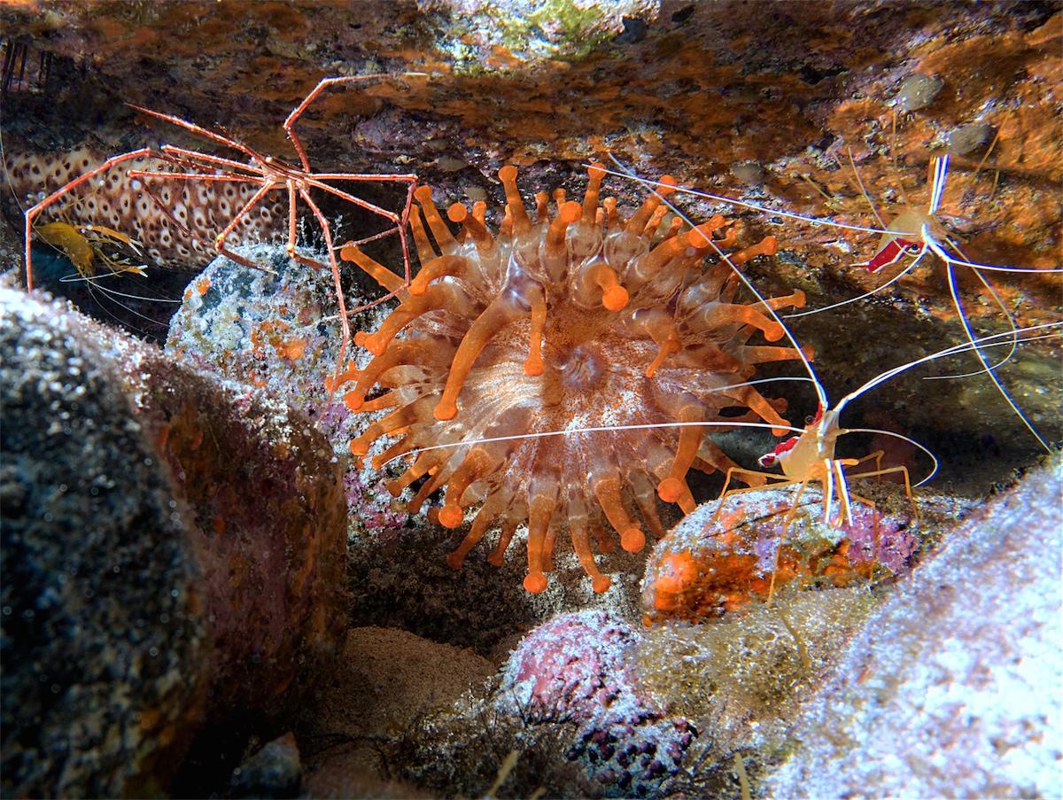 <p>J'aime beaucoup ces crevettes, lady escarlata en espagnol. Aux Canaries, on en trouve dans les coins sombres. Sur la même photo, <span class="gp...