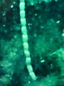 Pouvez vous me dire ce que c’est (œuf de ? , animal ?)