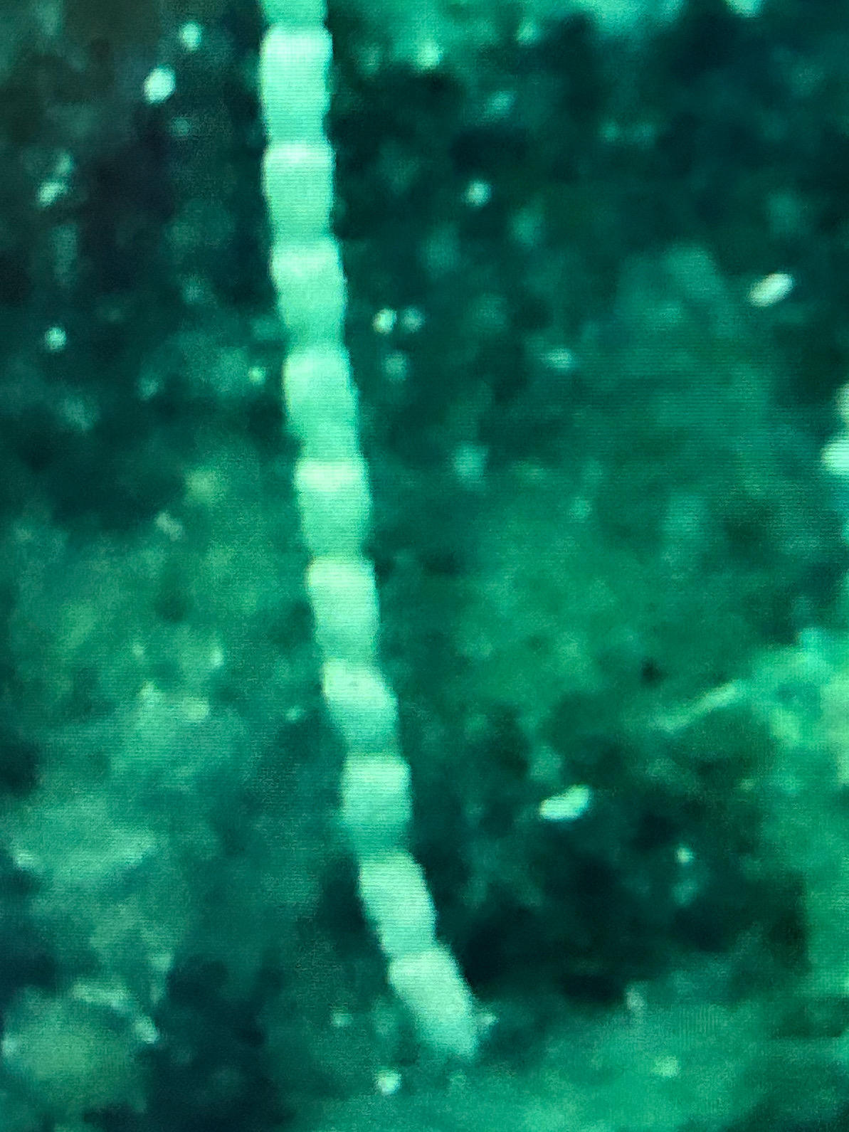 Pouvez vous me dire ce que c’est (œuf de ? , animal ?)