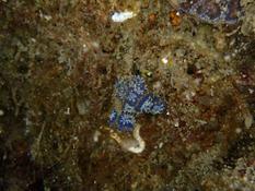 Pouvez-vous me dire de quelle espèce s'agit-il ?