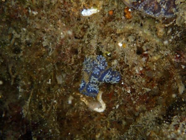 Pouvez-vous me dire de quelle espèce s'agit-il ?