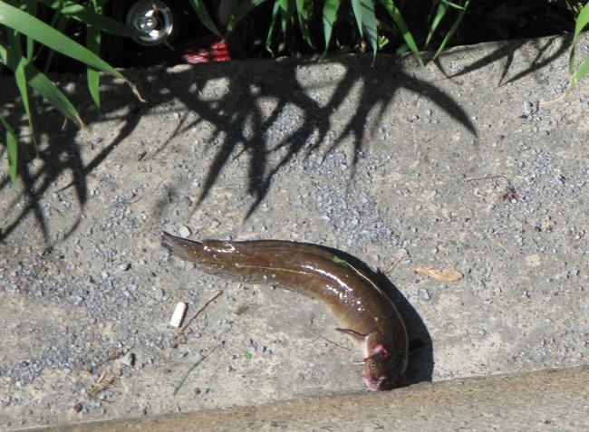 Le poisson tout seul (abandonné un instant par le prédateur pour se cacher, puis récupéré aussitôt)