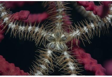 <p>Une discussion sur le forum DORIS qui se termine par une publi dans la prestigieuse revue <em>Zootaxa</em><span class="redactor-invisible-space"...