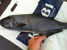 Prise cotière par chasseur sous marin