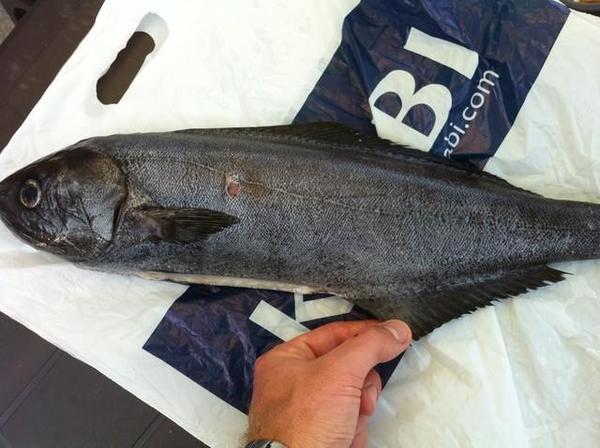 Prise cotière par chasseur sous marin