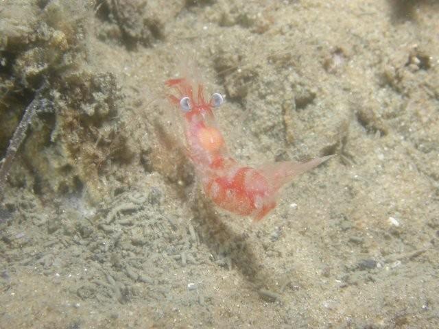 Bonjour,<br />j'ai observé un phénomène identique lors d'une plongée à Arcachon fin août.<br />vers minuit et demi.<br />Par contre, c'est une feme...
