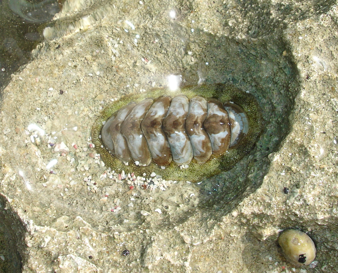 ​Proposition d'ajout d'un chiton