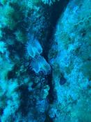 Protula