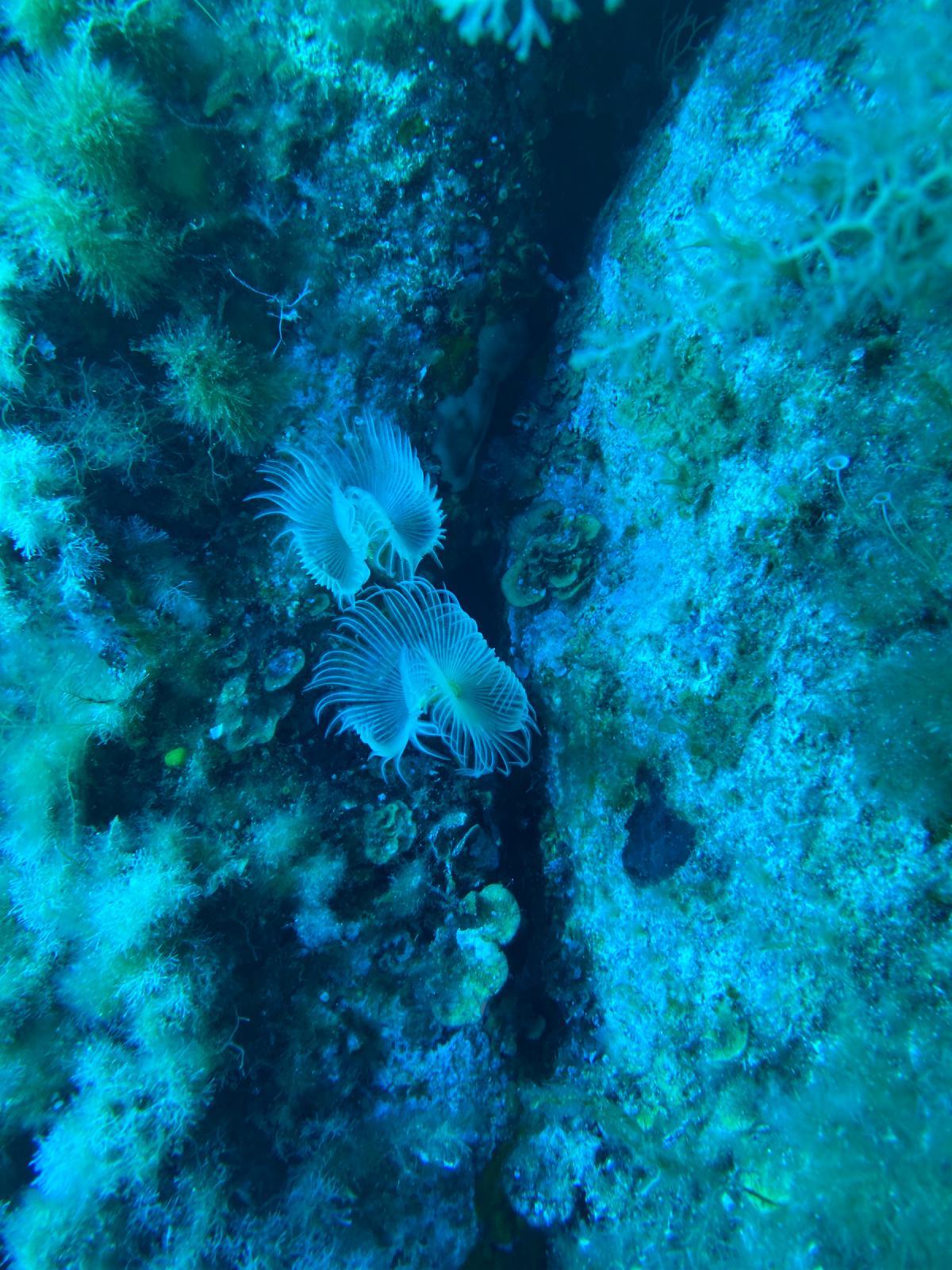 Protula