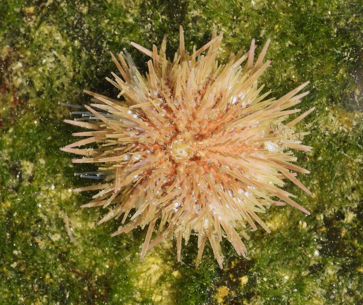 Psammechinus microtuberculatus?
