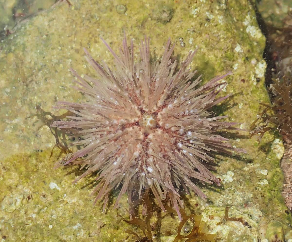 Psammechinus microtuberculatus?