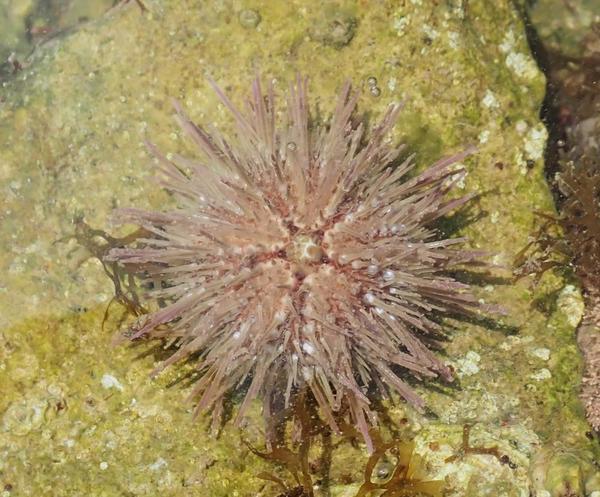 Psammechinus microtuberculatus?