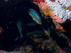 Pseudanthias sp ?