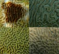 Pseudodiploria et colpophyllia​