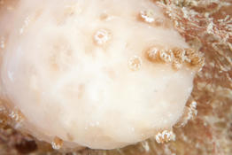 Pseudodistoma obscurum