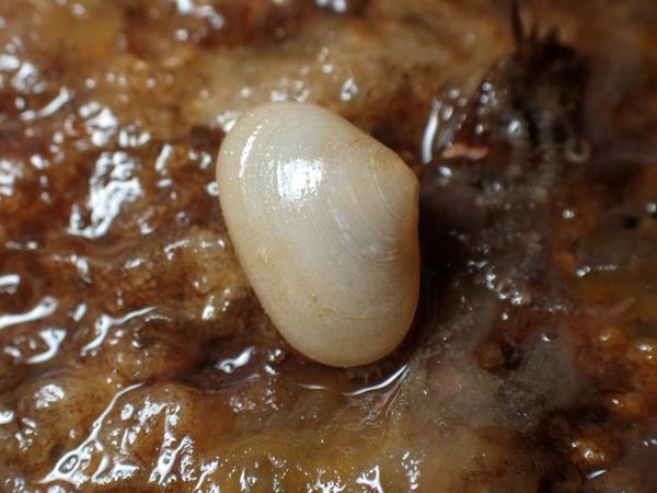 Pseudopythina macandrewi, Loire-Atlantique