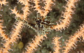 Pteria hirundo à Ouessant (Finistère) ?