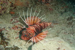 Pterois?