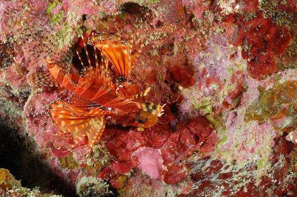 Pterois à identifier