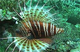 Pterois antennata ?