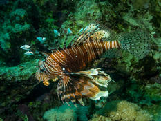 Pterois miles