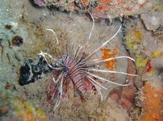 Pterois miles ?