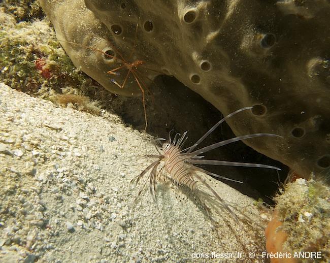 Bonjour, <br /><br />En mai 2013 les juvéniles et les adultes de Pterois étaient très nombreux dans les eaux du Yucatan,<br />voir la fiche <em>Pte...