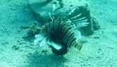Pterois, ralenti  !