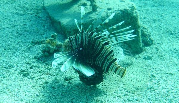 Pterois, ralenti  !