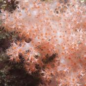 Pucerons de corail ?