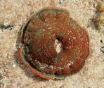 Puede ser Actinia cari?