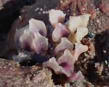 Puesta a identificar