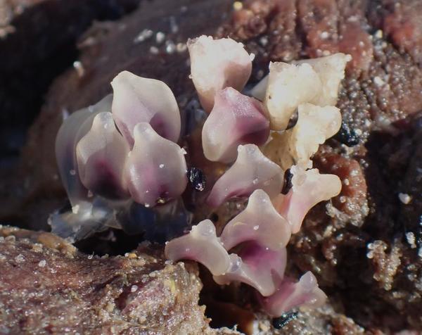 Puesta a identificar