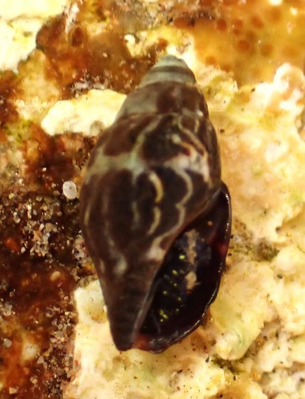 Pusia zebrina?