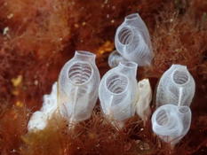 Pycnoclavella atlantica ?