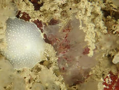 Pycnoclavella producta