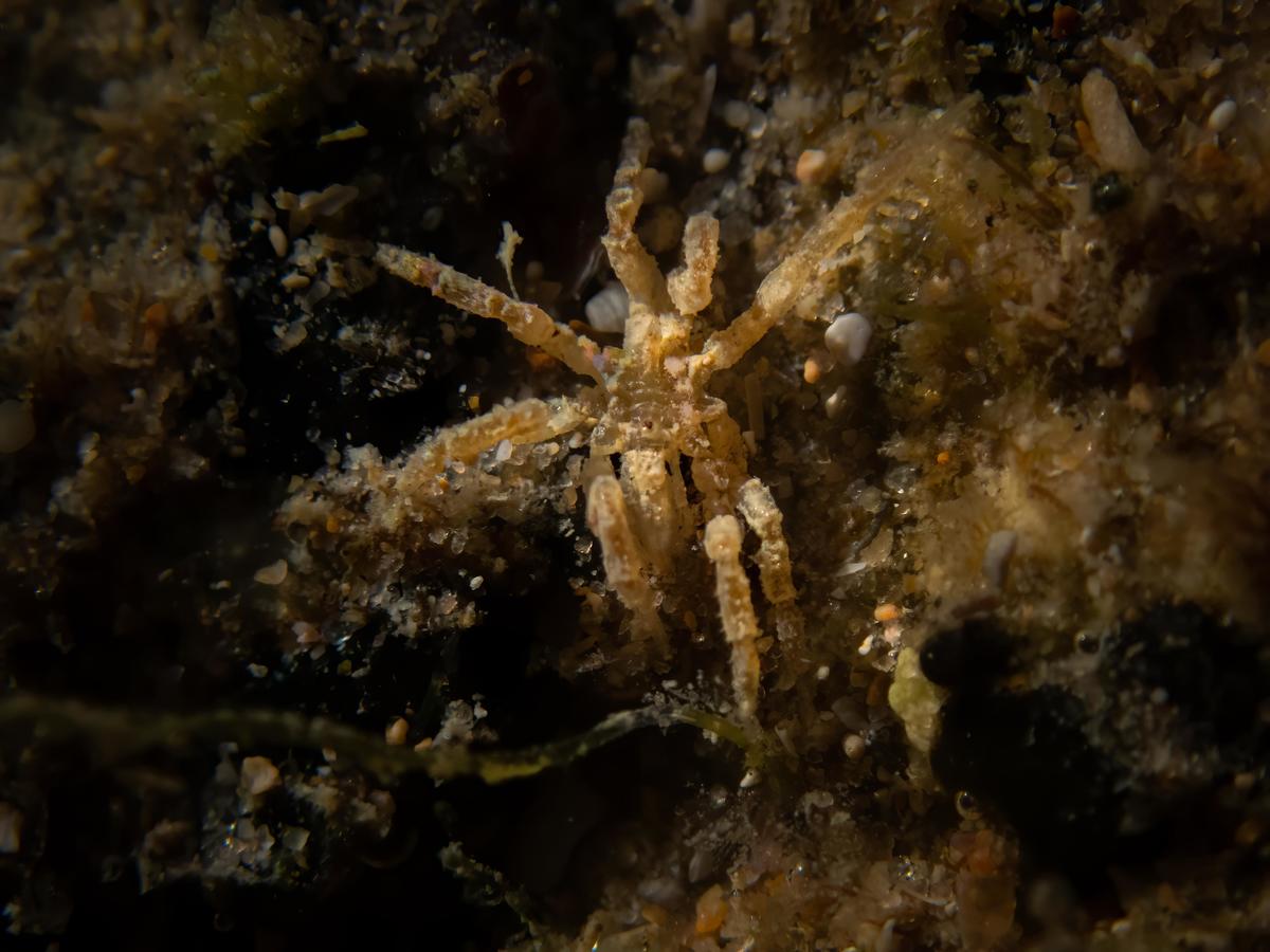Pycnogónido a identificar