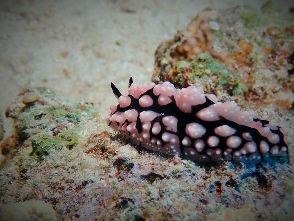 Pyllidiopsis Sinaiensis?