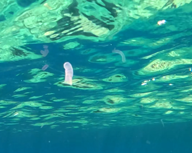 Pyrosome ?