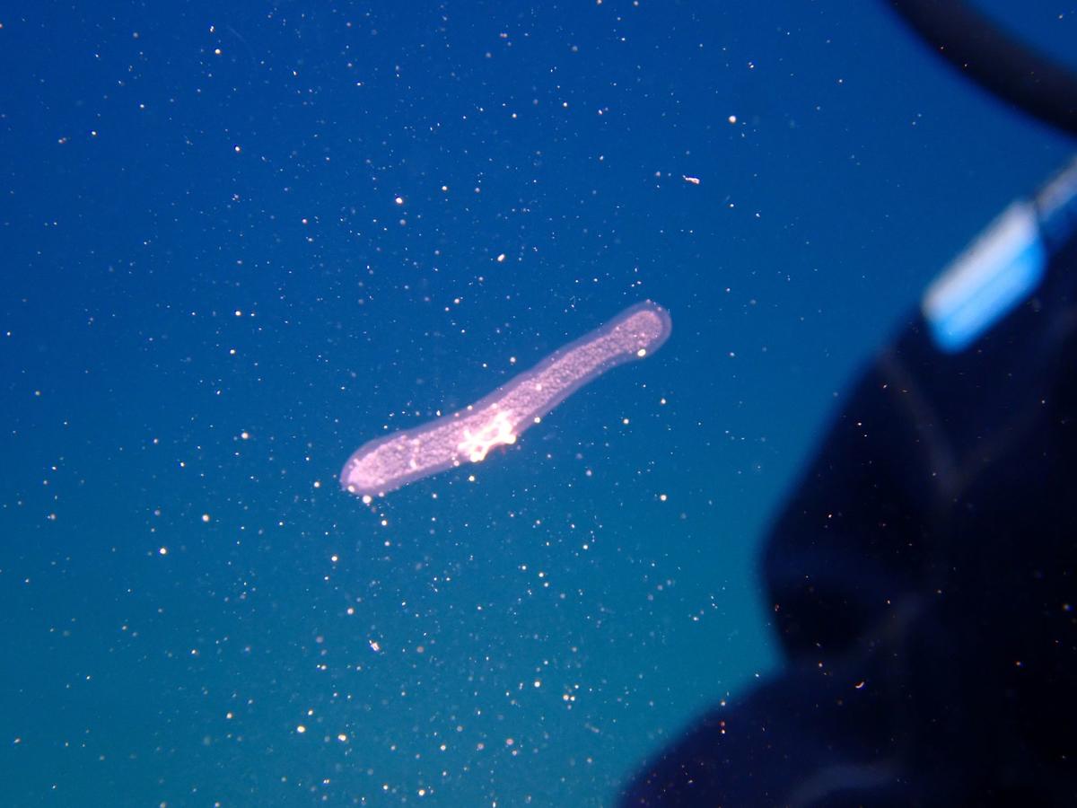 Pyrosome probable?