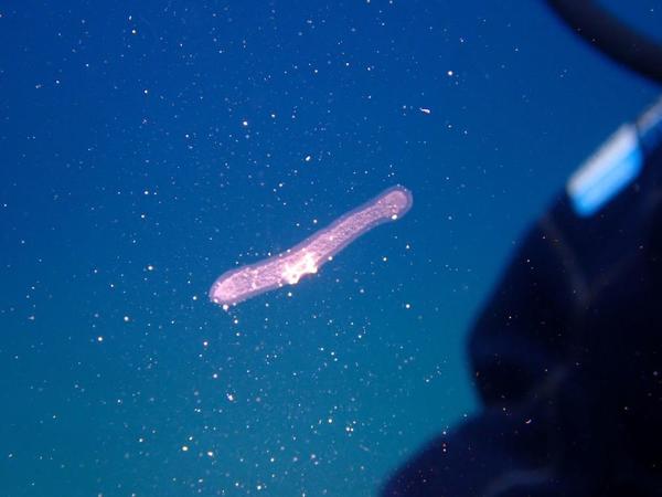 Pyrosome probable?