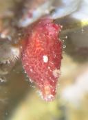 Pyura dura ? microcosmus ?